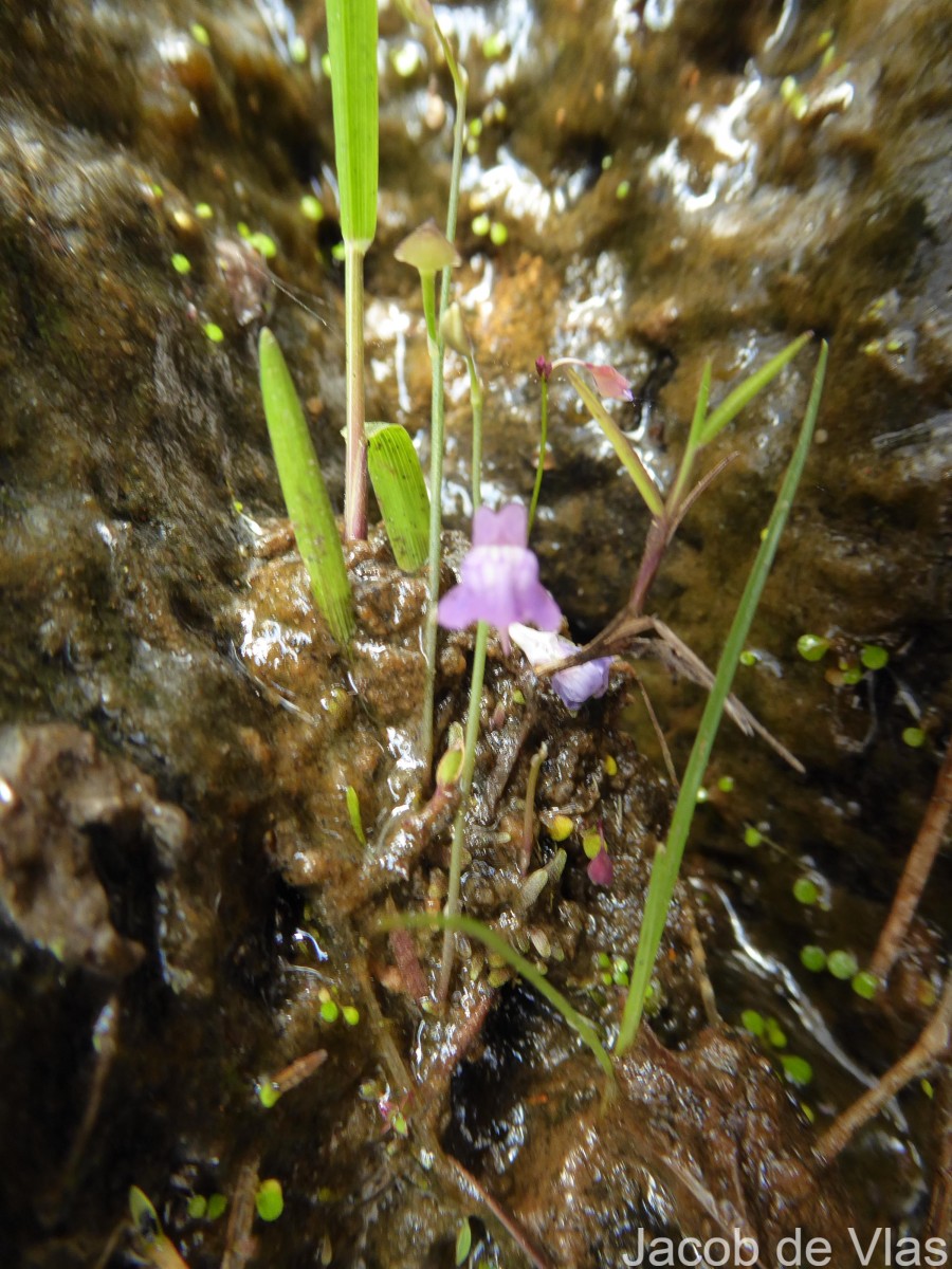 Utricularia graminifolia Vahl